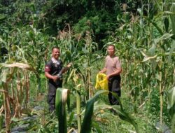Kapolsek Kajen Panen Jagung, Dukung Ketahanan Pangan Nasional