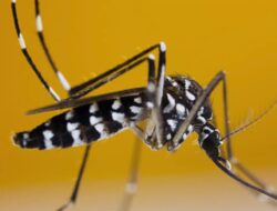 Prof. Sutan Nasomal Desak Presiden dan Menteri Kesehatan Segera Tangani Krisis DBD: Stok Darah dan Tempat Tidur di RS Mengkhawatirkan