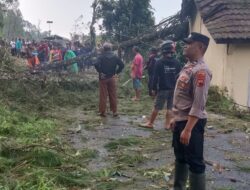 Hujan Deras Disertai Angin Kencang, Pohon Tumbang Rusak SDN Kasimpar Petungkriyono
