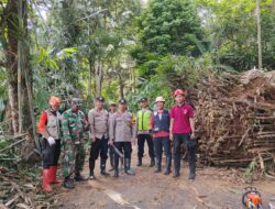 Pohon Bambu Roboh Ganggu Arus Lalu Lintas di Karanganyar Pekalongan, Tidak Ada Korban Jiwa