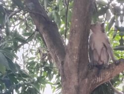 Polisi dan Warga Bersinergi Amankan Monyet Ekor Panjang yang Masuk Permukiman