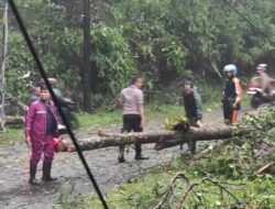Jalur Pekalongan-Banjarnegara Terhambat Akibat Pohon Tumbang, Polisi Gercep Evakuasi Usai Terima Laporan 110