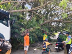 Truk Hantam Pohon, Akses Jalan Bojong–Sragi Sempat Lumpuh