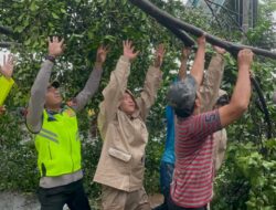 Pekalongan Diterjang Angin Kencang, Polisi dan Tim Gabungan Gercep Evakuasi Pohon Tumbang di Beberapa Kecamatan