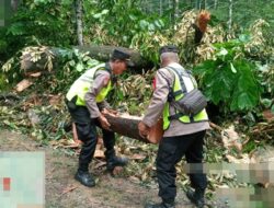 Pohon Durian Tumbang Tutup Jalur Karanganyar–Lebakbarang, Lalu Lintas Sempat Tersendat