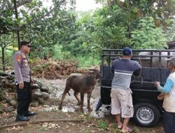 Kerbau Mengamuk di Pekalongan Berhasil Diamankan, Polisi dan Warga Bertindak Cepat