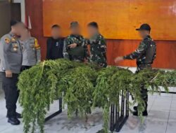 Satgas TNI-Polri Bongkar Ladang Ganja di Pegunungan Bintang Papua, Ratusan Batang Siap Panen Diamankan