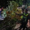 Truk Bermuatan Hebel Tabrak Pohon di Kajen, Arus Lalu Lintas Sempat Tersendat