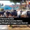 Ribuan Hewan Kurban Disembelih di Kecamatan Batur, Daging Dibagikan hingga Luar Daerah