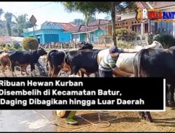 Ribuan Hewan Kurban Disembelih di Kecamatan Batur, Daging Dibagikan hingga Luar Daerah