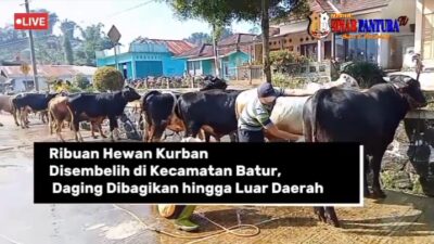 Ribuan Hewan Kurban Disembelih di Kecamatan Batur, Daging Dibagikan hingga Luar Daerah