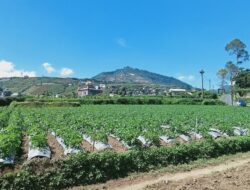 Petani Kentang Batur Keluhkan Kelangkaan Pupuk dan Hilangnya Subsidi, Produksi Panen Anjlok